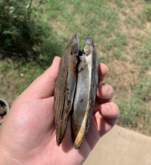 Uniomerus tetralasmus