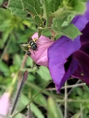 Halictidae