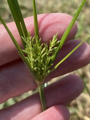 Cyperus iria
