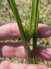 Cyperus iria