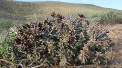 Quaqua mammillaris