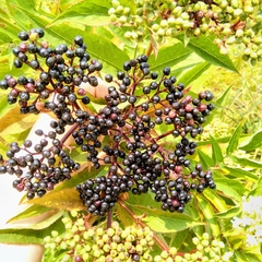 Sambucus ebulus