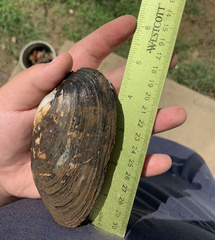 Uniomerus tetralasmus