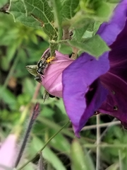 Halictidae