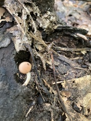 Psathyrella piluliformis