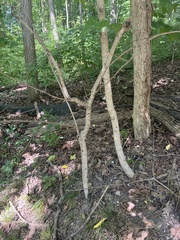 Betula alleghaniensis