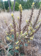 Verbascum lychnitis