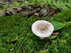 Russula fragilis