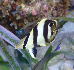 Chaetodon striatus