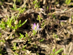 Spergularia rubra