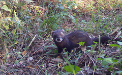 Mustela putorius