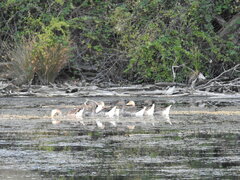 Anser anser domesticus