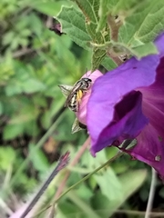 Halictidae