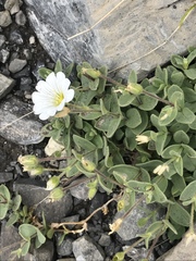 Cerastium latifolium