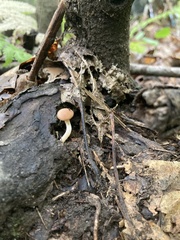 Psathyrella piluliformis