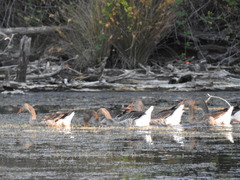 Anser anser domesticus