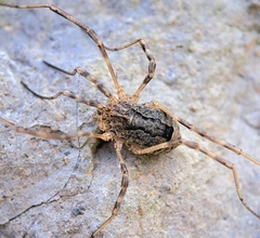 Odiellus spinosus