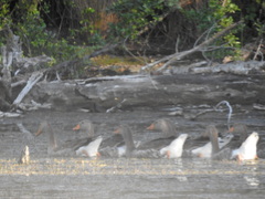 Anser anser domesticus