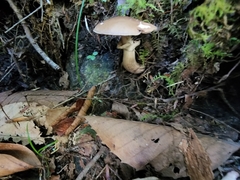 Cyclocybe erebia