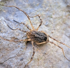Odiellus spinosus