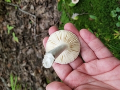 Russula fragilis