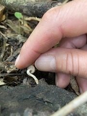 Psathyrella piluliformis
