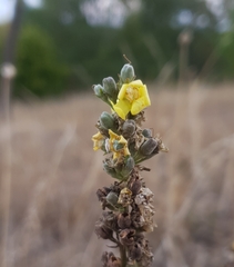 Verbascum lychnitis