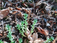 Sedum acre