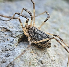 Odiellus spinosus