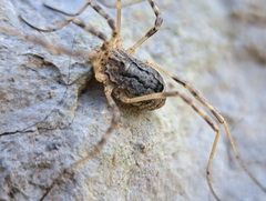 Odiellus spinosus