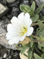 Cerastium latifolium