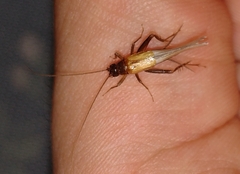 Stenonemobius gracilis