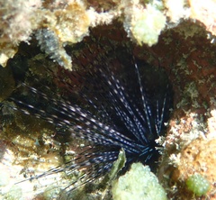 Diadematidae