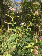 Asclepias