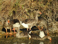 Anser anser domesticus