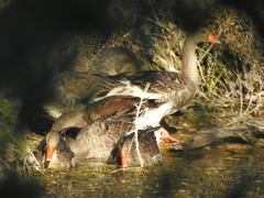 Anser anser domesticus