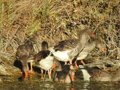 Anser anser domesticus