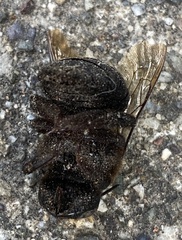 Xylocopa tabaniformis
