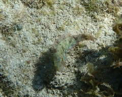 Sparisoma