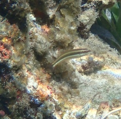 Halichoeres maculipinna