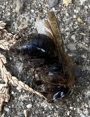 Xylocopa tabaniformis