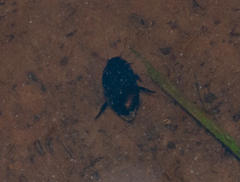 Agabinae
