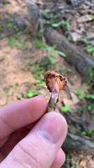 Laccaria ochropurpurea