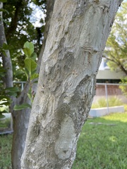 Coccoloba diversifolia