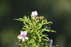 Pelargonium radens