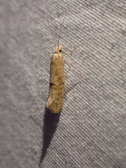 Ypsolopha cervella