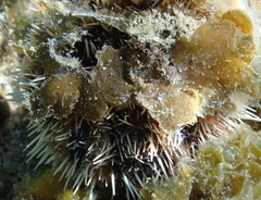 Tripneustes ventricosus
