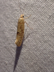 Ypsolopha cervella