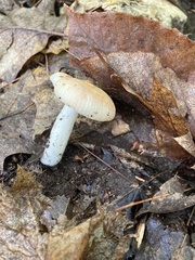 Russula amoenolens