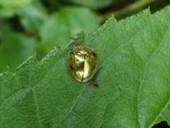 Charidotella sinuata
